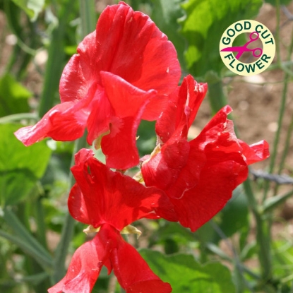 Picture of Sweet Pea Air Warden Seeds