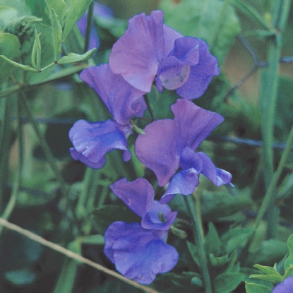 Picture of Sweet Pea Flagship Seeds