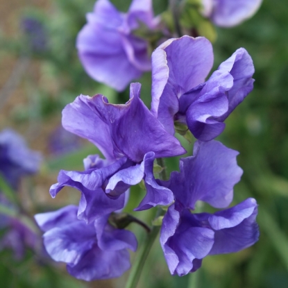 Picture of Sweet Pea Blue Danube Seeds