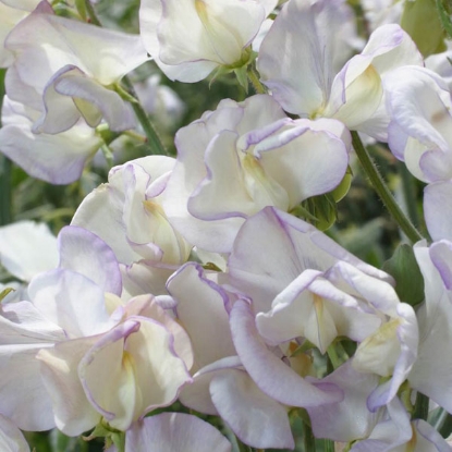 Picture of Sweet Pea Kings High Scent