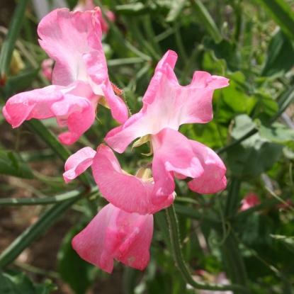 Picture of Sweet Pea Mrs R Bolton Seeds