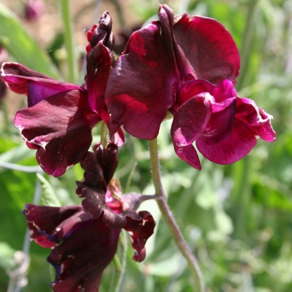 Picture of Sweet Pea Midnight Seeds