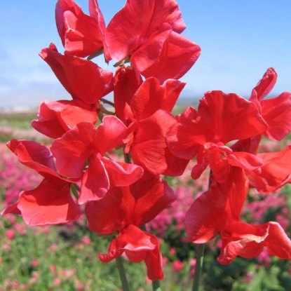 Picture of Sweet Pea Spencer Red Ensign