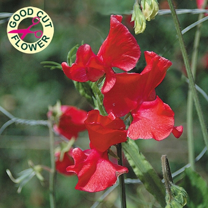 Picture of SALE - Sweet Pea Restormel