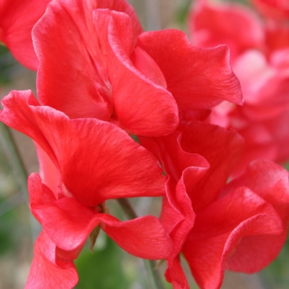 Picture of Sweet Pea David Unwin Seeds