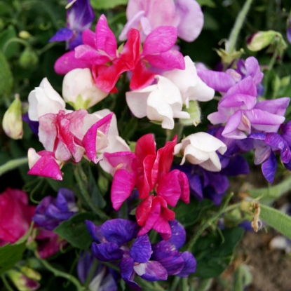 Picture of Sweet Pea Cupid Mixed