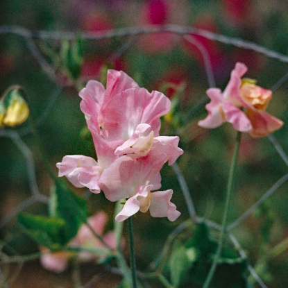 Picture of Sweet Pea Geranium Pink Improved Seeds