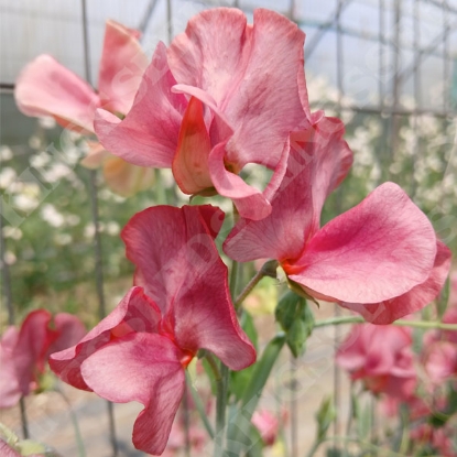 Picture of Sweet Pea Kings Ransom