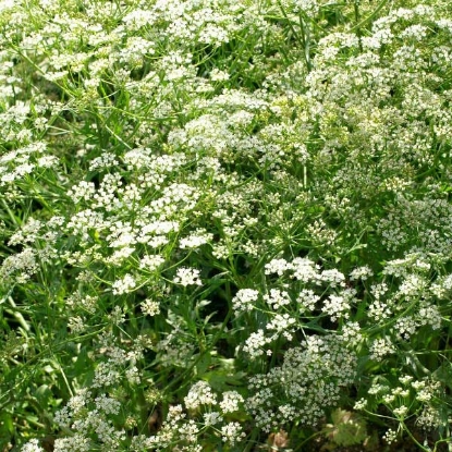 Picture of Herb Anise Seeds - Perennial