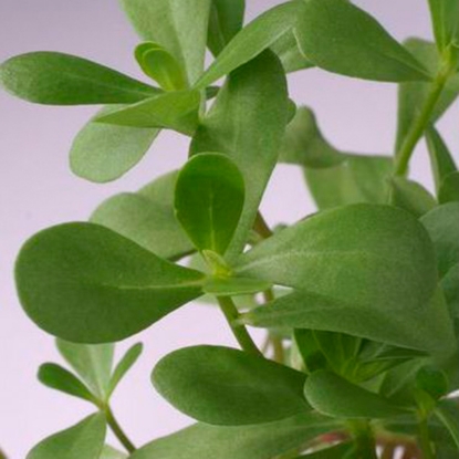 Picture of Herb Purslane Green - Annual