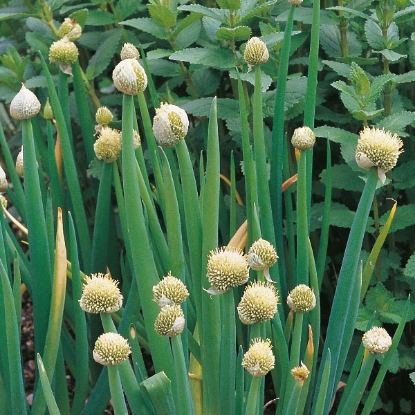 Picture of Herb Welsh Onion Perennial