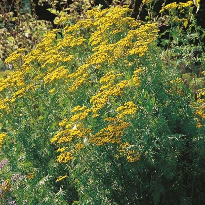 Picture of Herb Tansy Seed - Perennial