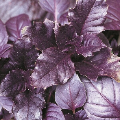 Picture of Herb Purple Basil - Annual