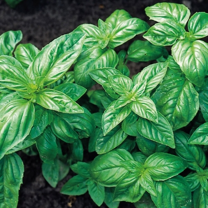 Picture of Classic Italian Basil - Annual