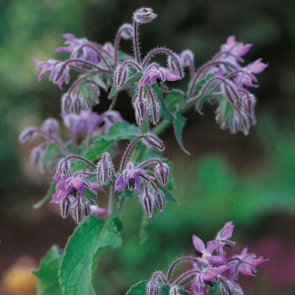 Picture of Herb Borage - Annual