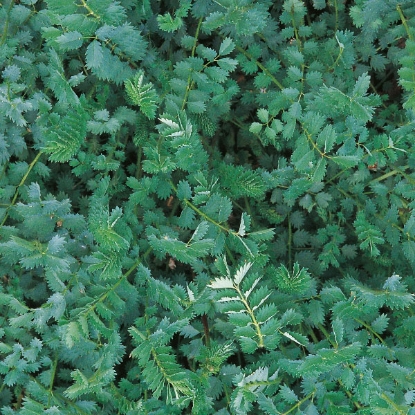 Picture of Herb Salad Burnet Seeds - Perennial