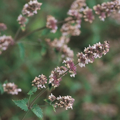 Picture of Herb Catnep - Perennial