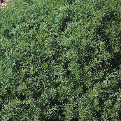 Picture of Herb Chamomile Lawn - Perennial