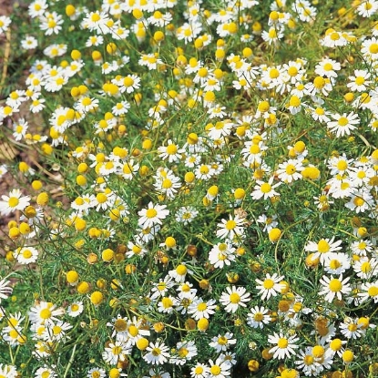 Picture of Herb Wild Chamomile - Annual