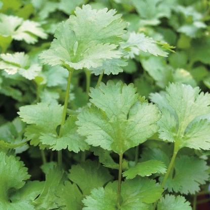 Picture of Herb Coriander - Annual