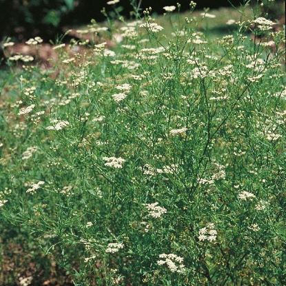 Picture of Herb Cumin - Annual