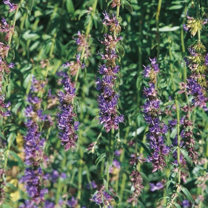 Picture of Herb Hyssop - Perennial