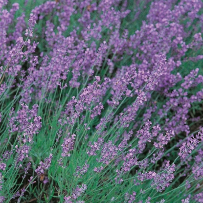 Picture of Herb Lavender Vera Seeds