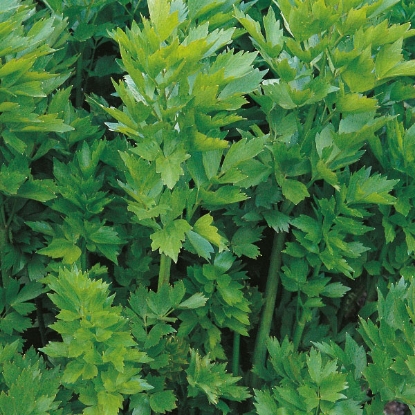 Picture of Herb Lovage Seeds - Perennial