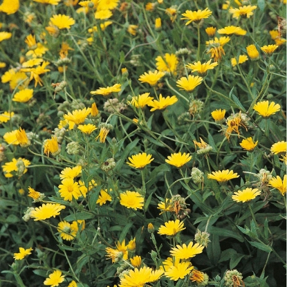 Picture of Herb Pot Marigold - Annual