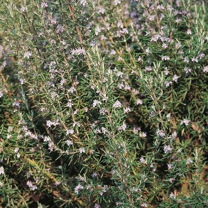 Picture of Herb Rosemary Seeds - Perennial