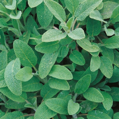 Picture of Herb Sage Seeds - Perennial