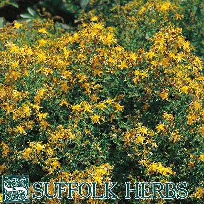 Picture of Herb St Johns Wort (Hypericum perforatum) P