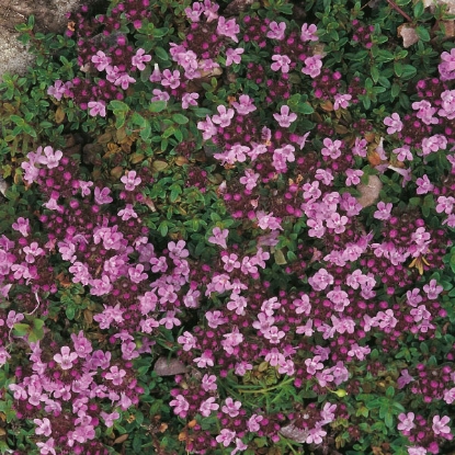 Picture of Herb Creeping Thyme