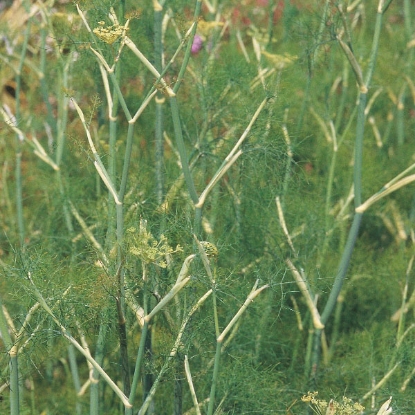 Picture of Herb Fennel Common or Green - Perennial