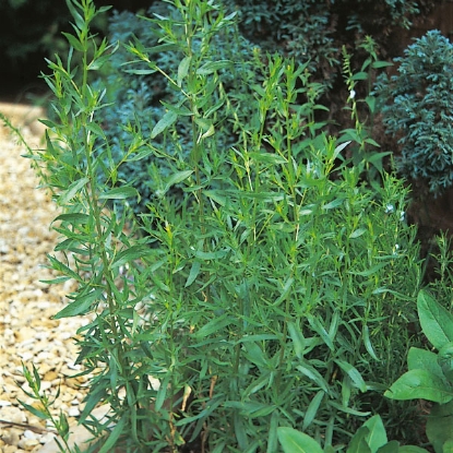 Picture of Herb Russian Tarragon - Perennial