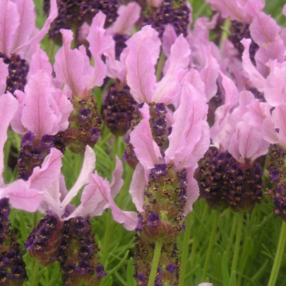 Picture of Lavender Stoechas (French Lavender)