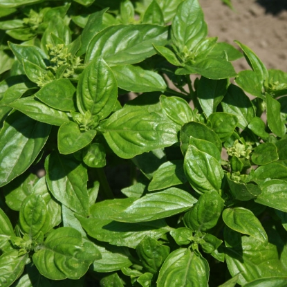 Picture of British Basil Seeds