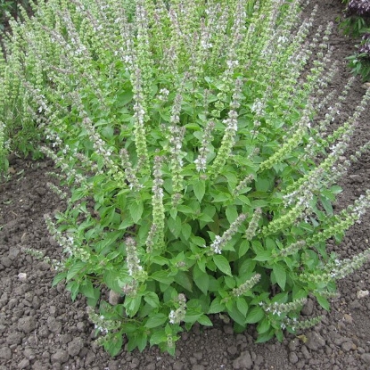 Picture of Herb Lemon Basil