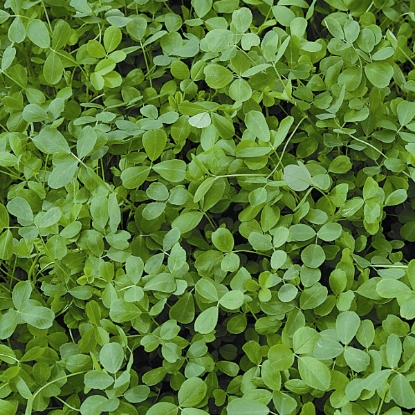 Picture of Green Manure - Alfalfa - Pack for 40sq.m