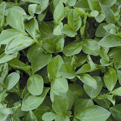 Picture of Green Manure Seeds - Field Beans (Pack for 6 sq.m)