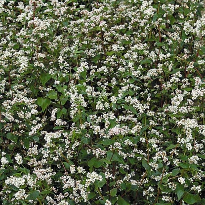 Picture of Green Manure - Buckwheat - Pack for 15 sq.m