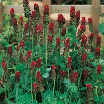 Picture of Green Manure - Crimson Clover - Pack for 30 sq.m