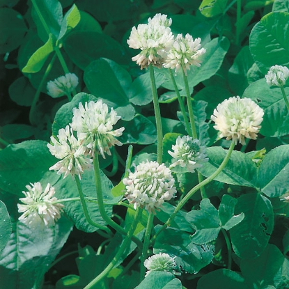 Picture of Green Manure -  White Clover - 30sq. m pack