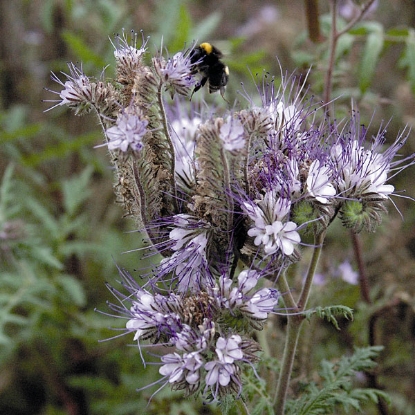 Picture of Green Manure - Phacelia Tanacetifolia - Pack for 25 sq.m