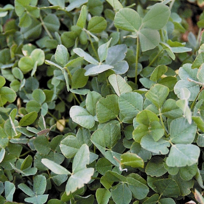 Picture of Green Manure - Trefoil - Pack for 35 sq.m