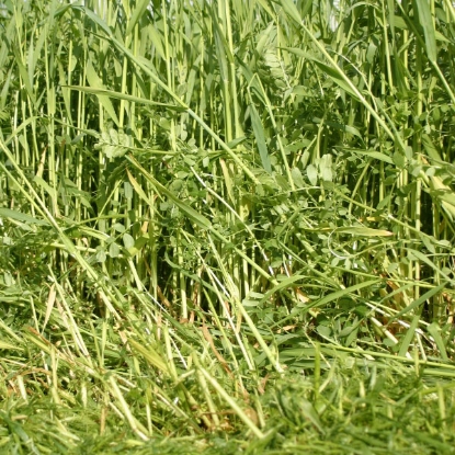 Picture of Green Manure - Overwinter Mix - 16 sq.m.pack