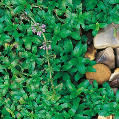 Picture of Herb Pennyroyal - Perennial