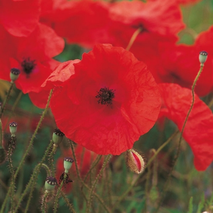 Picture of Field Poppy Seeds