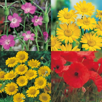 Picture of Wildflower Cornfield Annuals 80-20 - 25g pack