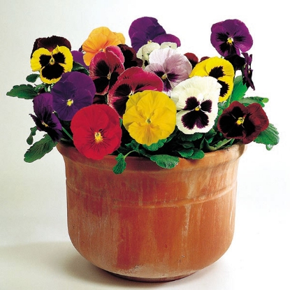 Picture of SALE - Pansy Kings Large Flower Mix